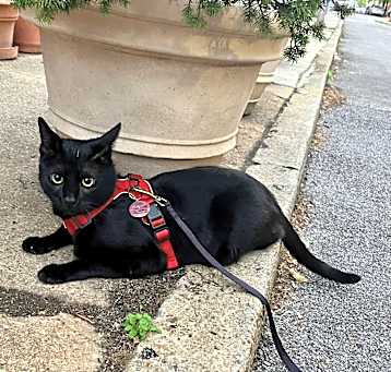 Photo of Apollo