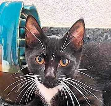 Photo of Gideon