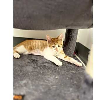 Photo of Tangerine