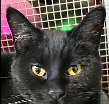Photo of Cinder