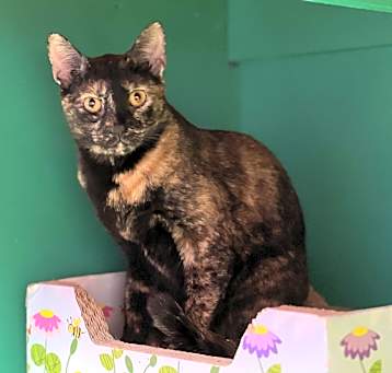 Photo of Ember