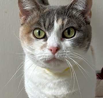 Photo of Peanut