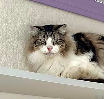 Photo of Sven