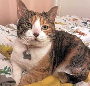 Photo of Akira