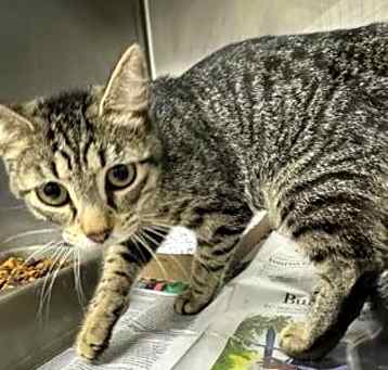 Photo of Francine @ PetSmart