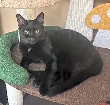 Photo of Cosmo