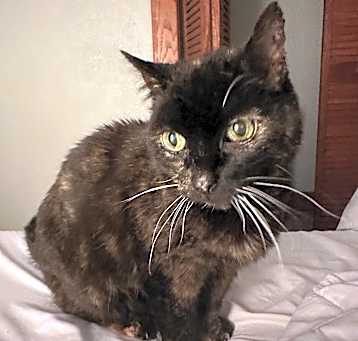 Photo of Pie