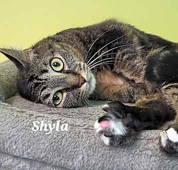 Photo of Shyla