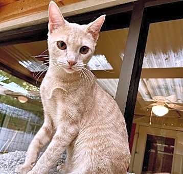 Photo of Custard