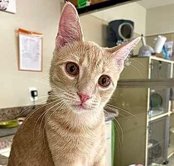 Photo of Brulee