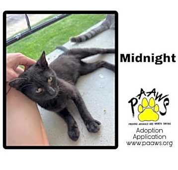 Photo of Midnight