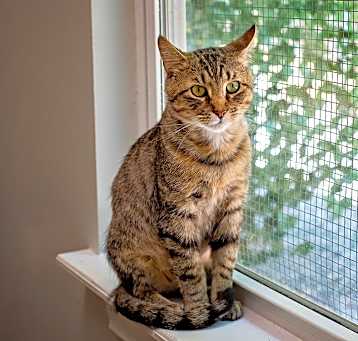 Photo of Baxter