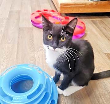Photo of Cat 25686 (Eloise)
