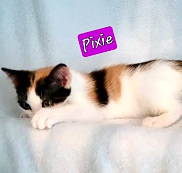 Photo of Pixie