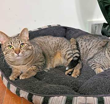 Photo of Ayden and Aarvo