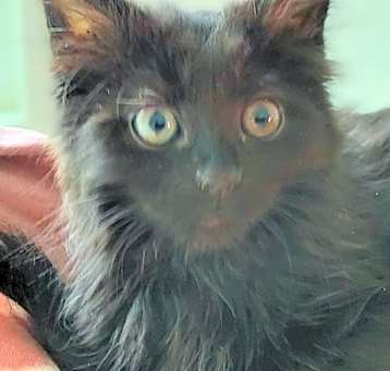 Photo of Kiki