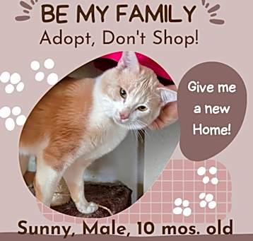 Photo of Sunny