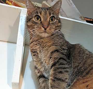 Photo of Queenie