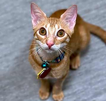 Photo of Kepler