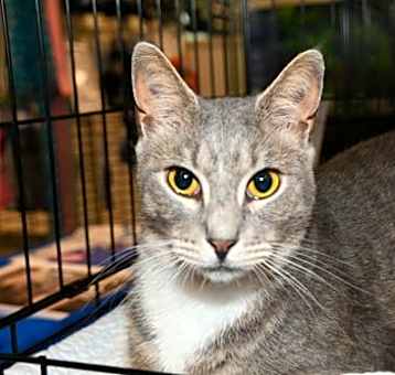 Photo of Goose