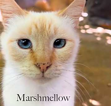 Photo of Marshmellow and Maisy