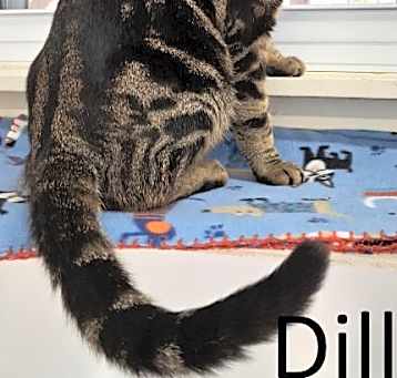 Photo of Dill