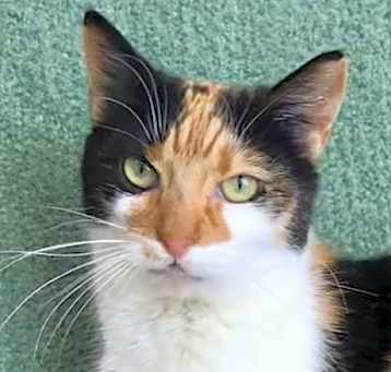Photo of Ginger