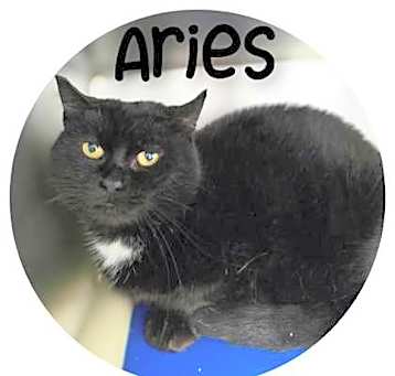 Photo of Aries