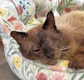 Photo of Simon