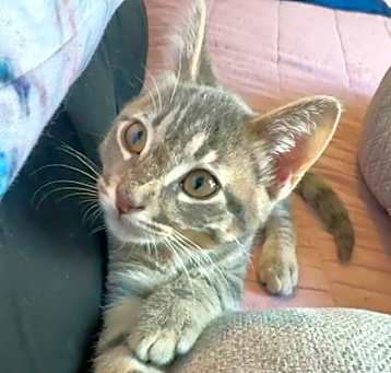 Photo of Skittles