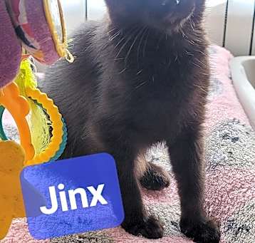 Photo of Jinx