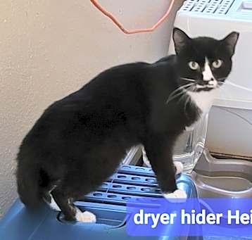 Photo of Feral - Heidi