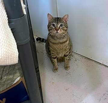 Photo of Dexter