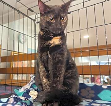 Photo of Papaya