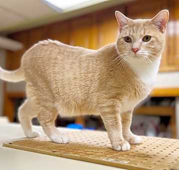 Photo of Vanilla