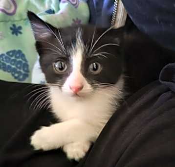 Photo of Vanilla