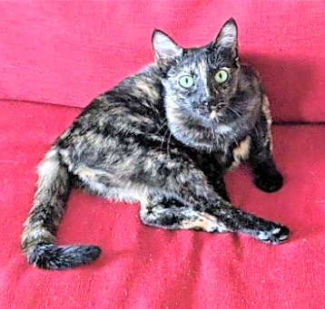 Photo of Kitkat