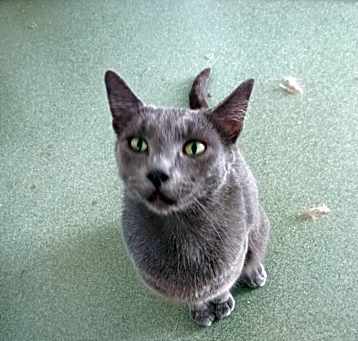 Photo of Bug