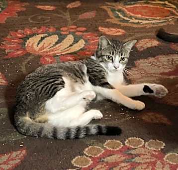 Photo of Caramel