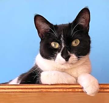 Photo of Patti (bonded with Pauley)