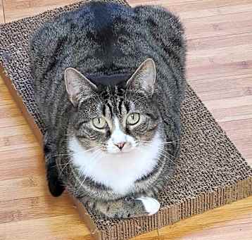 Photo of Stripes