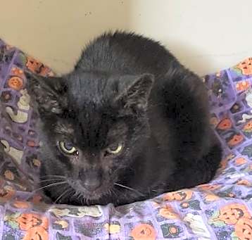 Photo of Tiny Panther
