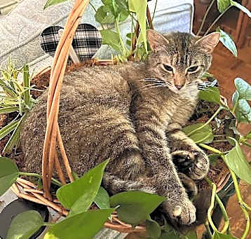 Photo of LILLIAN