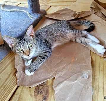 Photo of Blinker (2516457)