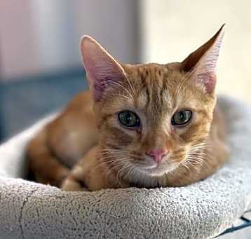 Photo of Tango