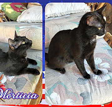 Photo of Morticia