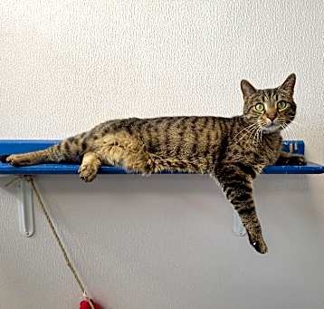 Photo of Taz