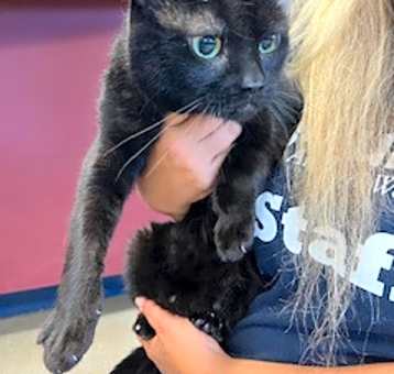 Photo of Roddie - Available in Foster