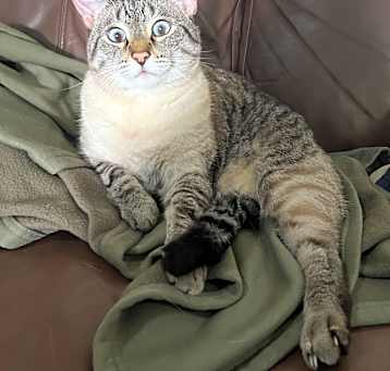 Photo of Koji