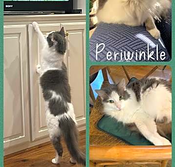 Photo of Periwinkle